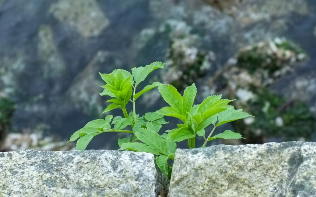Wirtschaftlich und ökologisch resilient